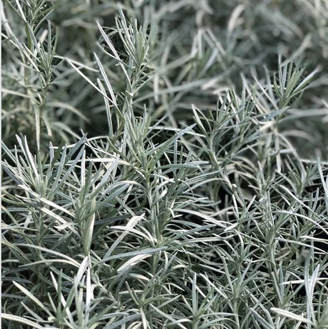 Helichrysum italicum 'Icicles' (aka 'White Icicles')