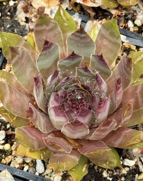 Sempervivum 'Hopi' (Houseleek)