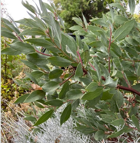Arctostaphylos mewukka 'Mottley Crue' (aka Manzanita)