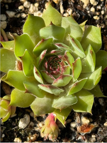 Sempervivum 'Ineke' (Houseleek)