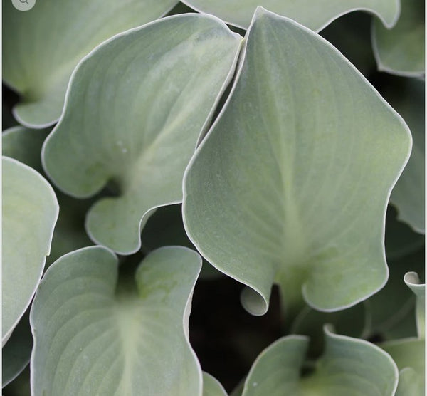 Hosta 'Blue Mouse Ears'