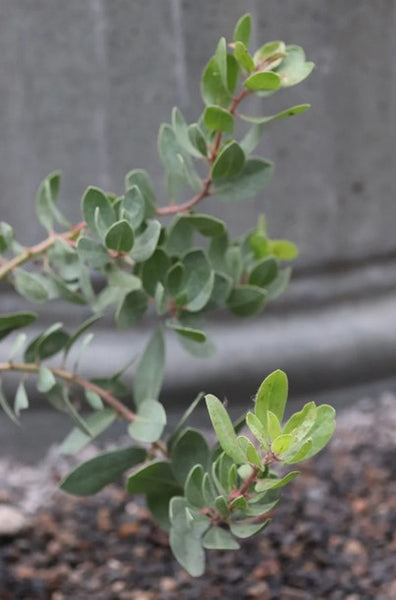 Arctostaphylos montereyensis