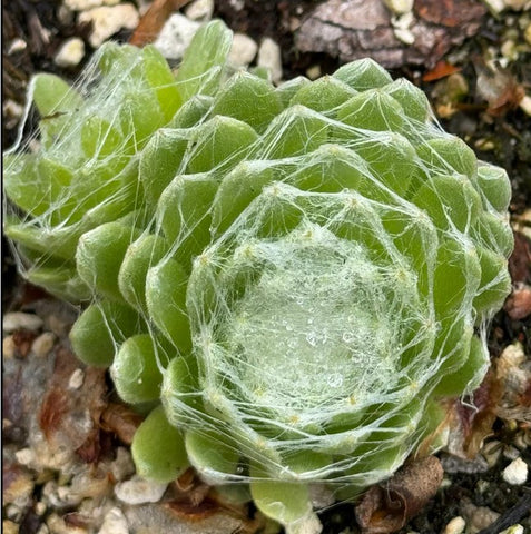 Sempervivum 'Jack Frost' (Houseleek)