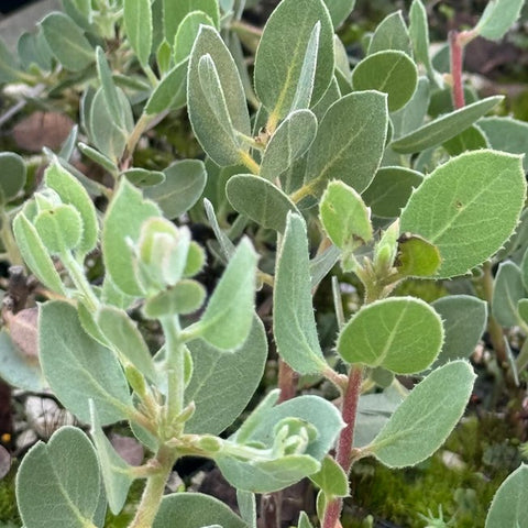 Arctostaphylos obispoensis (Serpentine Manzanita)