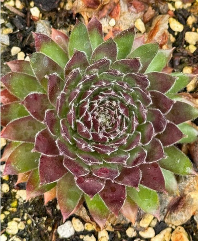 Sempervivum 'Jet Stream' (Houseleek)