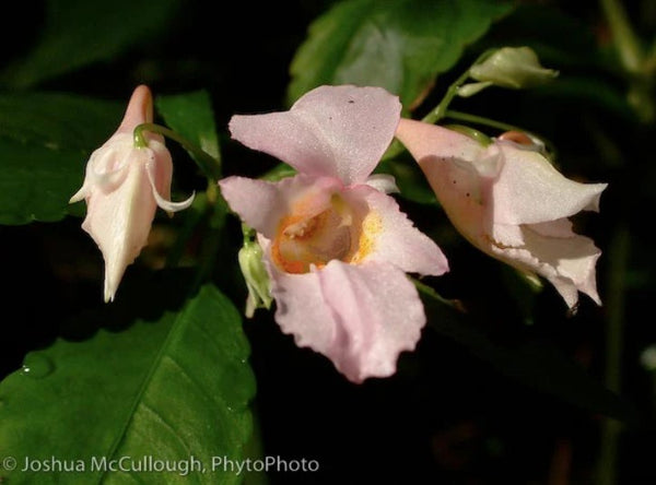 Impatiens aff. omeiana DJHC 98415