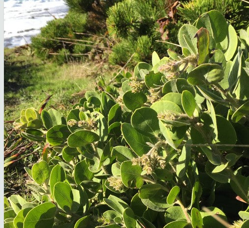 Arctostaphylos x media 'Point Arena' (Point Arena Manzanita)