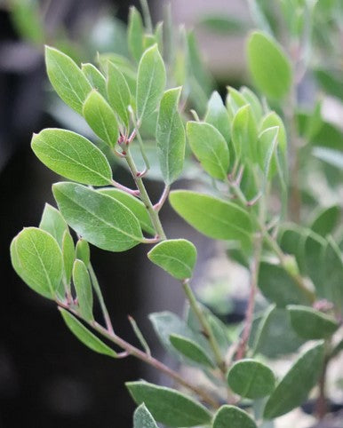 Arctostaphylos [Orleans, CA] (Manzanita)