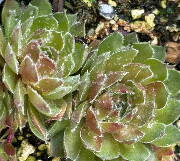 Sempervivum 'Korresia' (Houseleek)