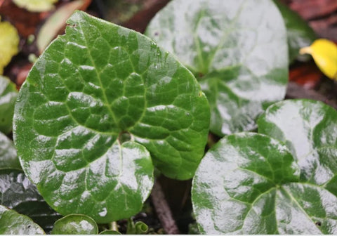 Asarum caudatum f. album (aka Wild Ginger)