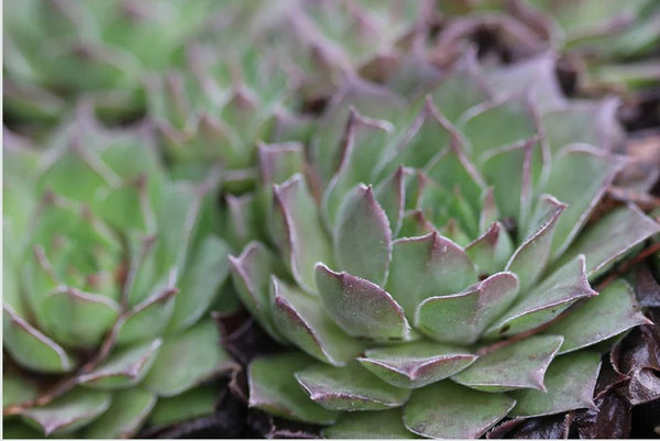 Sempervivum 'Lennik's Glory' (Houseleek)