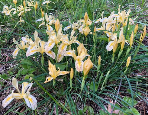 Iris innominata (Golden Iris)