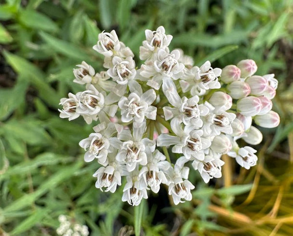 Asclepias texana [21.0112] (aka Texas Milkweed)