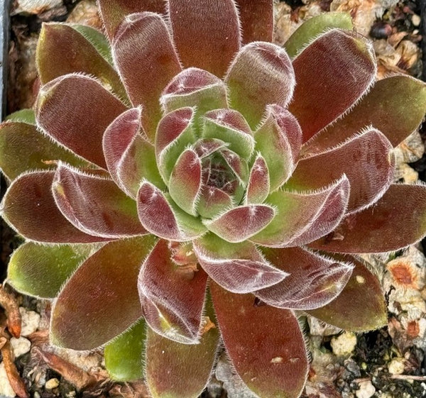 Sempervivum 'Marijintje' (Houseleek)