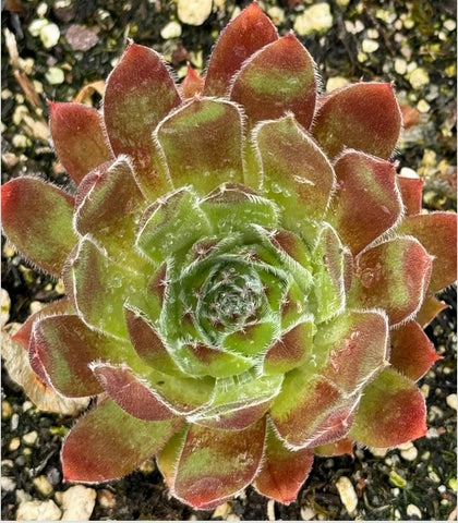 Sempervivum 'Meisse' (Houseleek)