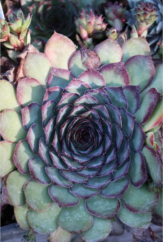 Sempervivum 'Memento' (Houseleek)