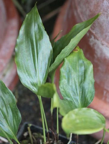 Aspidistra longiloba (aka Cast Iron Plant)