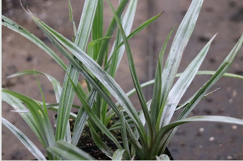 Astelia chathamica 'Silver Spear'