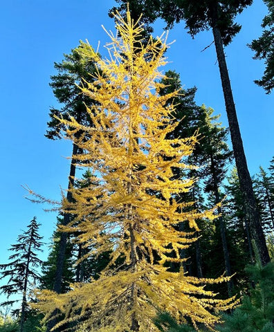 Larix occidentalis