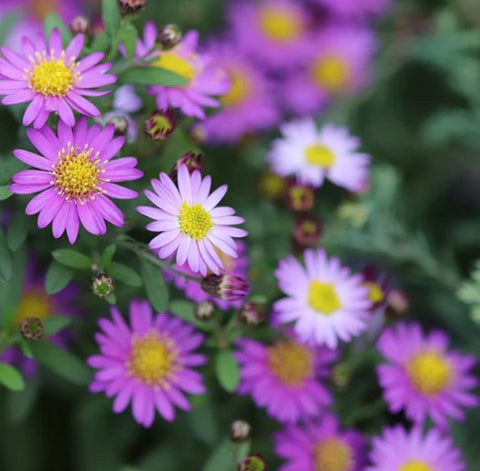 Aster ageratoides 'Ezo Murasaki'