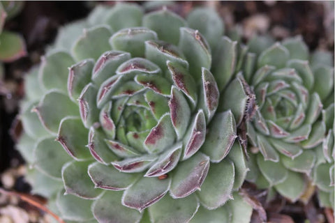 Sempervivum 'Niphetos' (Houseleek)