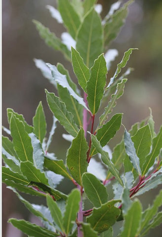 Laurus nobilis 'Starbright'