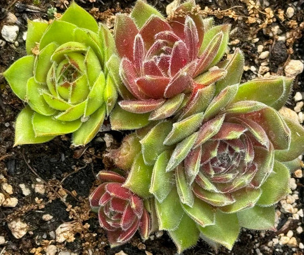 Sempervivum 'Olivette' (Houseleek)