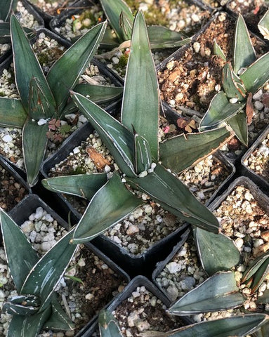 Agave nickelsiae (aka King of the Agaves)