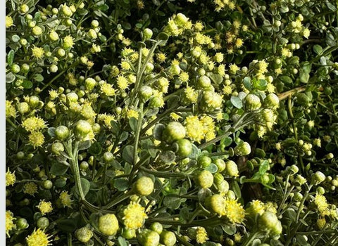 Baccharis pilularis 'Pistol Pancake’
