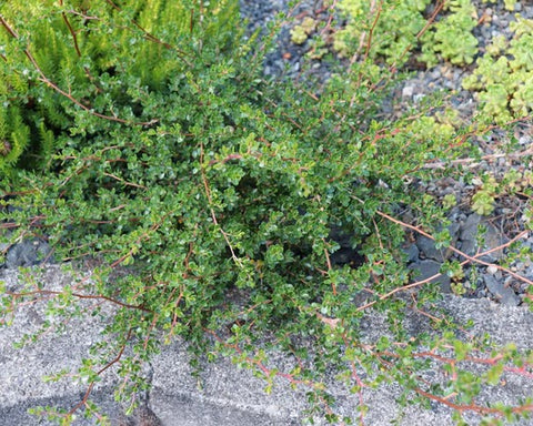 Leptospermum humifusum