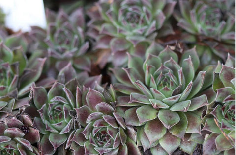 Sempervivum 'Pacific Joyce' (Houseleek)