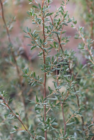 Leptospermum namadgiensis