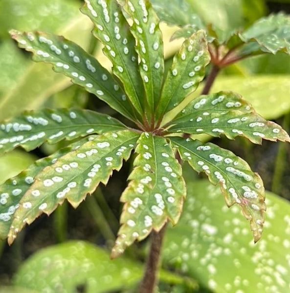 Begonia hemsleyana