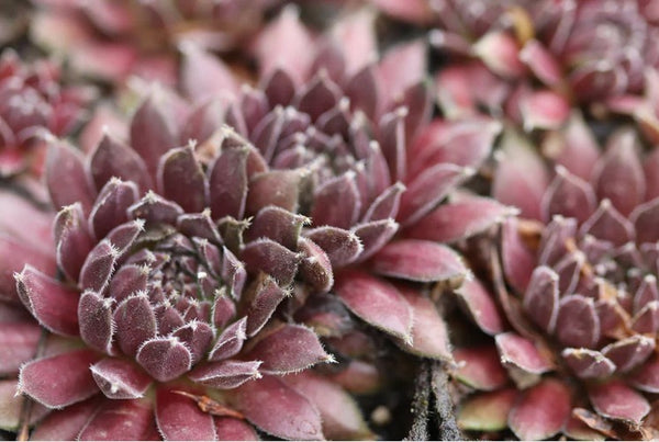 Sempervivum 'Pumeros' (Houseleek)