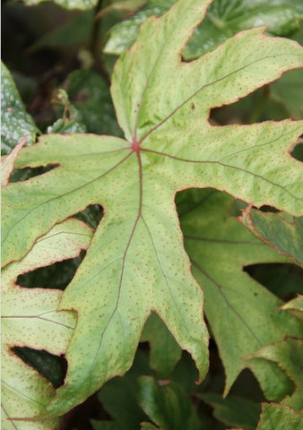 Begonia pedatifida