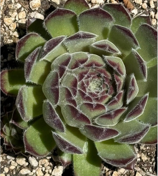 Sempervivum 'Purdy' (Houseleek)