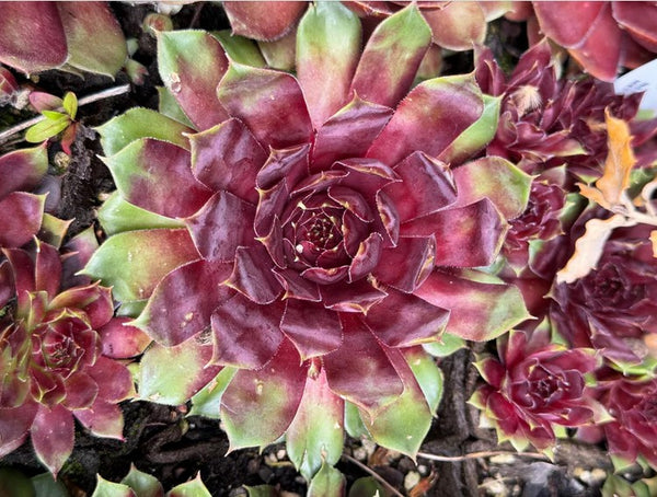 Sempervivum 'Purple King' (Houseleek)