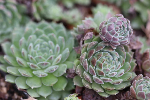 Sempervivum 'Red Rum' (Houseleek)