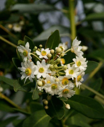 Drimys winteri var. chilensis - silver-leaved clone (aka Chilean Winter Bark)