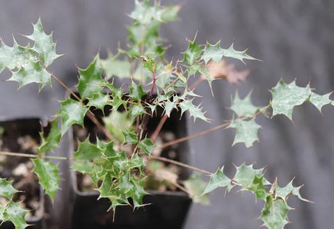 Berberis aff. haematocarpa - Mt. Trumball, AZ