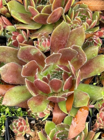 Sempervivum 'Royal Standard' (Houseleek)