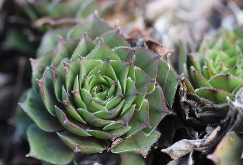 Sempervivum 'Sheba' (Houseleek)