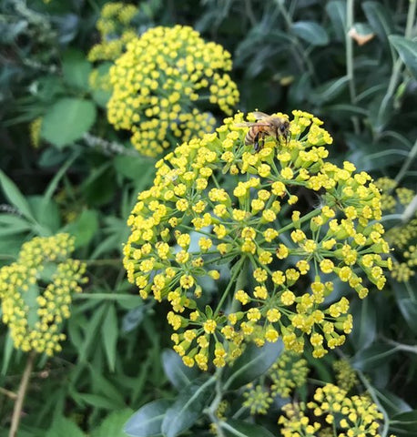 Bupleurum fruticosum