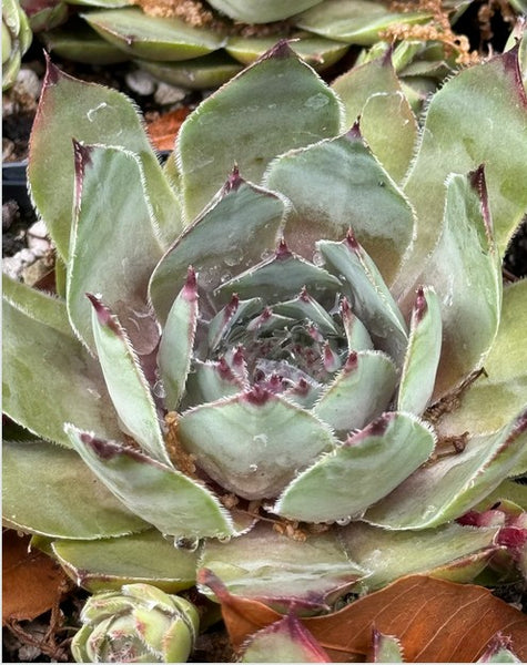 Sempervivum 'Silver Tone' (Houseleek)