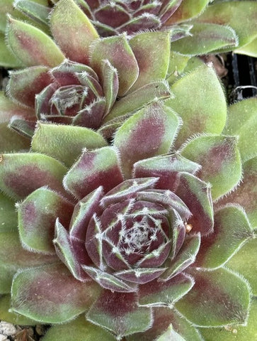 Sempervivum 'Skrocki' (Houseleek)