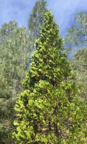 Calocedrus decurrens, aka Incense Cedar