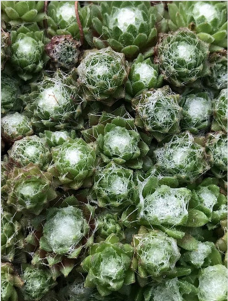 Sempervivum 'Sneeuwwitje' [Snow White] (Houseleek)