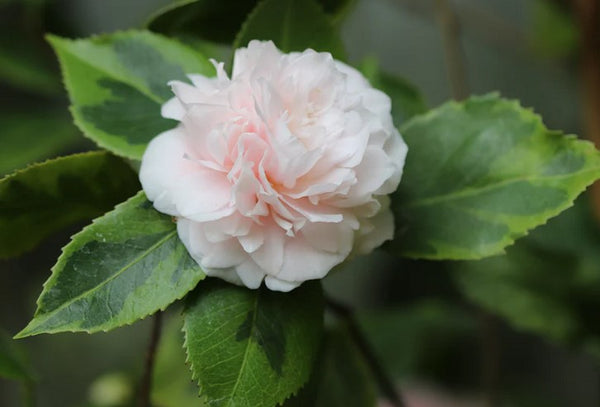 Camellia 'Debutante Benton'