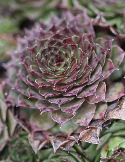 Sempervivum 'Solange' (Houseleek)