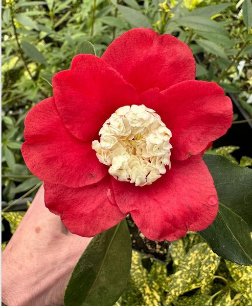 Camellia japonica 'Bokuhan' aka Camellia 'Tinsie'